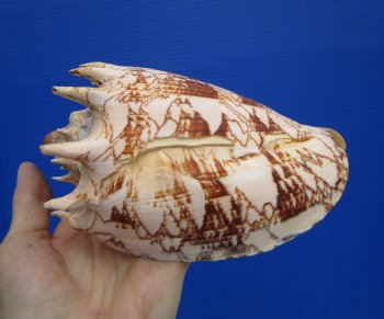 Large 7.5" Imperial Volute Seashell (Cymbiola imperialis) – Real Statement Display Shell  $24.99