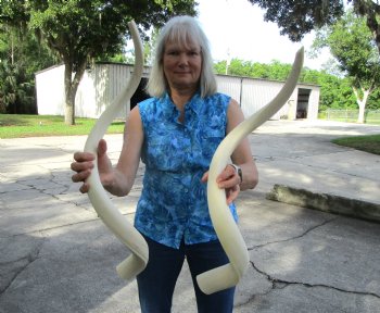 Two White Kudu Horn Inner Bone Cores, 35-1/4" and 35-1/2" - Buy these for $32 each