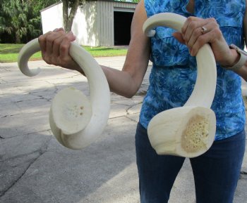 Two White Kudu Horn Inner Bone Cores, 35-1/4" and 35-1/2" - Buy these for $32 each
