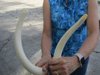 Two White Kudu Horn Inner Bone Cores, 35-1/4" and 35-1/2" - Buy these for $32 each