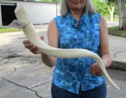 White Kudu Horn Inner Bone Core, 30" - Buy this for $34.99