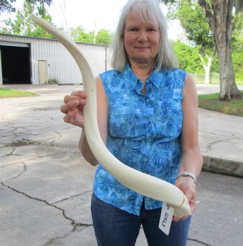 White Kudu Horn Inner Bone Core, 30" - Buy this for $34.99