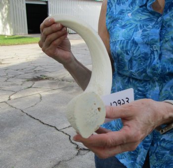 White Kudu Horn Inner Bone Core, 30" - Buy this for $34.99