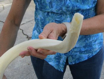 White Kudu Horn Inner Bone Core, 30" - Buy this for $34.99