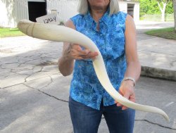 White Kudu Horn Inner Bone Core, 33" - Buy this for $34.99