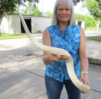 White Kudu Horn Inner Bone Core, 33" - Buy this for $34.99