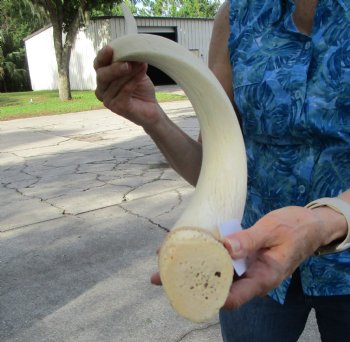 White Kudu Horn Inner Bone Core, 33" - Buy this for $34.99
