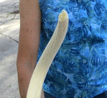 White Kudu Horn Inner Bone Core, 33" - Buy this for $34.99