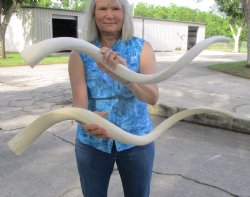 Two White Kudu Horn Inner Bone Cores, 41", 34.75" - Buy these for $32 each