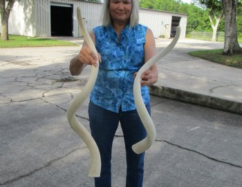 Two White Kudu Horn Inner Bone Cores, 41", 34.75" - Buy these for $32 each