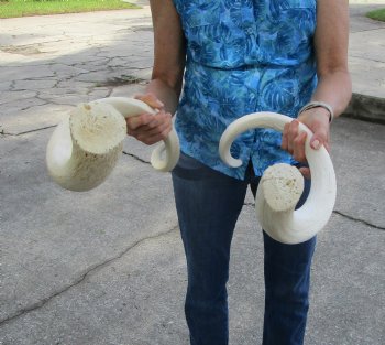 Two White Kudu Horn Inner Bone Cores, 41", 34.75" - Buy these for $32 each