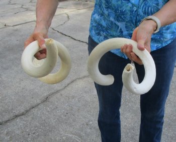 Two White Kudu Horn Inner Bone Cores, 41", 34.75" - Buy these for $32 each