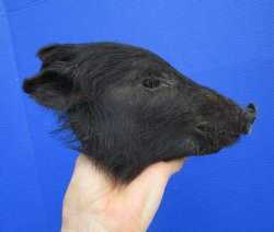 Preserved Georgia Wild Boar Head with Black Fur (7.50") - $44.99