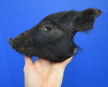 Preserved Georgia Wild Boar Head with Black Fur (7.50") - $44.99