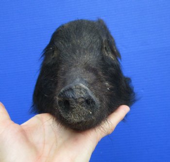 Preserved Georgia Wild Boar Head with Black Fur (7.50") - $44.99