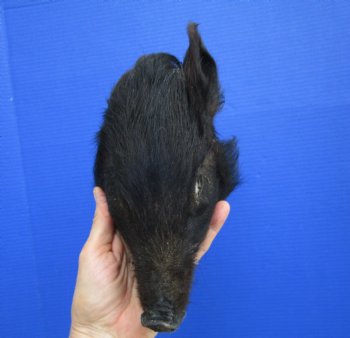 Preserved Georgia Wild Boar Head with Black Fur (7.50") - $44.99