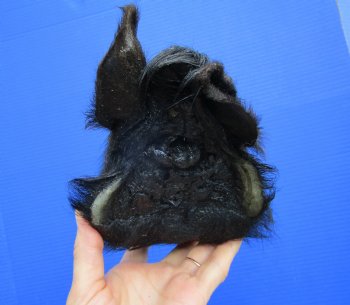 Preserved Georgia Wild Boar Head with Black Fur (7.50") - $44.99