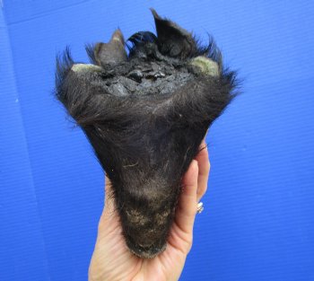 Preserved Georgia Wild Boar Head with Black Fur (7.50") - $44.99