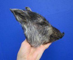 Preserved Georgia Wild Boar Head with Gray and Black Fur (7.") - $44.99