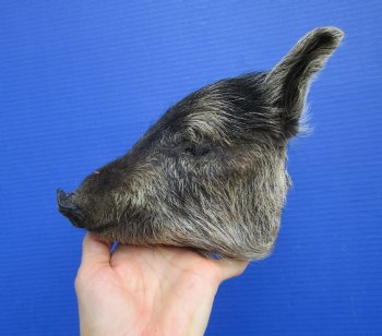 Preserved Georgia Wild Boar Head with Gray and Black Fur (7.") - $44.99