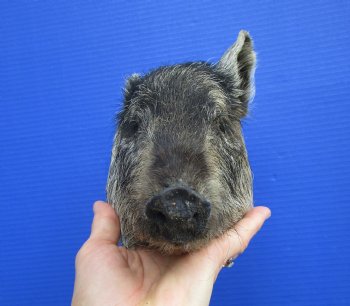Preserved Georgia Wild Boar Head with Gray and Black Fur (7.") - $44.99