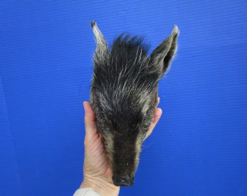 Preserved Georgia Wild Boar Head with Gray and Black Fur (7.") - $44.99