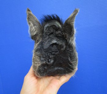 Preserved Georgia Wild Boar Head with Gray and Black Fur (7.") - $44.99