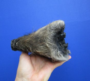 Preserved Georgia Wild Boar Head with Gray and Black Fur (7.") - $44.99