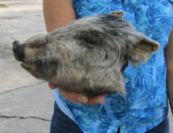 Preserved Georgia Wild Boar Head with Gray and Black Fur (7.25") - $44.99