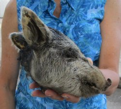 Preserved Georgia Wild Boar Head with Gray and Black Fur (7.25") - $44.99