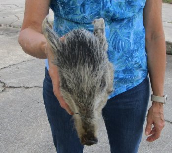 Preserved Georgia Wild Boar Head with Gray and Black Fur (7.25") - $44.99