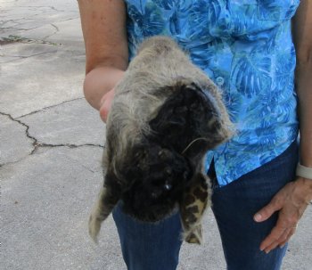 Preserved Georgia Wild Boar Head with Gray and Black Fur (7.25") - $44.99