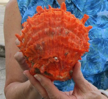 Spondylus Princeps Spiny Oyster Shell, Thorny Oyster Shell, 5"X5-1/4" - Buy this for $39.99