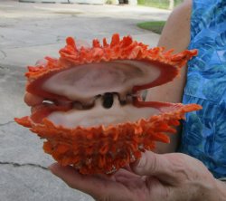 Spondylus Princeps Spiny Oyster Shell, Thorny Oyster Shell, 5"X5-1/4" - Buy this for $39.99