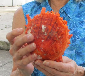 Spondylus Princeps Spiny Oyster Shell, Thorny Oyster Shell, 5"X5-1/4" - Buy this for $39.99