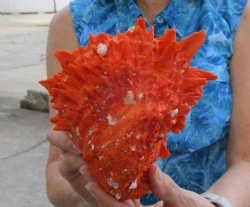 Spondylus Princeps ...