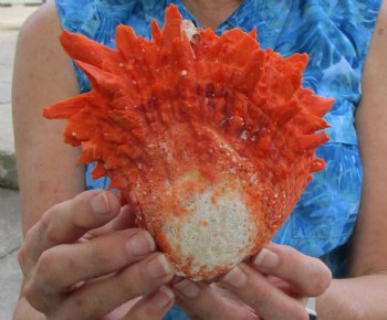 Spondylus Princeps Spiny Oyster Shell, Thorny Oyster Shell, 5-1/2"X5-1/2" - Buy this for $39.99