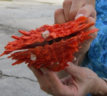 Spondylus Princeps Spiny Oyster Shell, Thorny Oyster Shell, 5-1/2"X5-1/2" - Buy this for $39.99