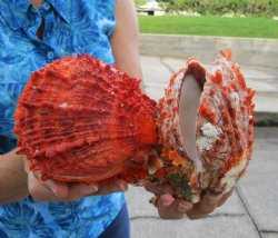 Double Spiny Oyster...