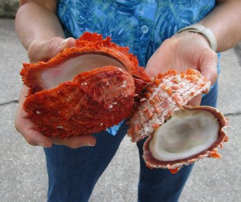 Double Spiny Oyster Shell Pair (7.75"X4.5") -Buy this for $69.99