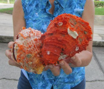 Double Spiny Oyster Shell Pair (7.75"X4.5") -Buy this for $69.99