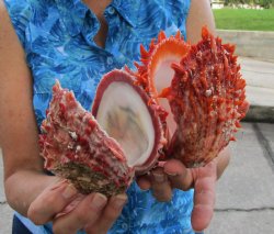 Double Spiny Oyster...