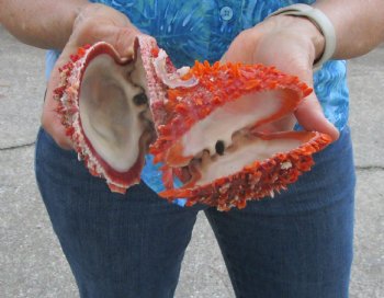 Double Spiny Oyster Shell Pair (6.5"x4.25") -Buy this for $69.99