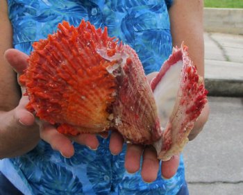 Double Spiny Oyster Shell Pair (6.5"x4.25") -Buy this for $69.99