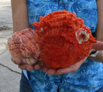 Double Spiny Oyster Shell Pair (7.5"X5.5") -Buy this for $69.99