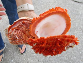 Double Spiny Oyster Shell Pair (7.5"X5.5") -Buy this for $69.99