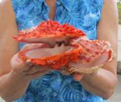 Double Spiny Oyster...