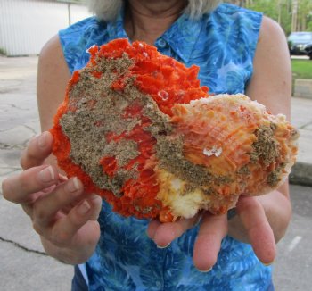 Double Spiny Oyster Shell Pair (7.5"X5.5") -Buy this for $69.99