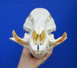 13 inches Huge Georgia Wild Boar Skull, Wild Hog Skull with Large Tusks for $69.99