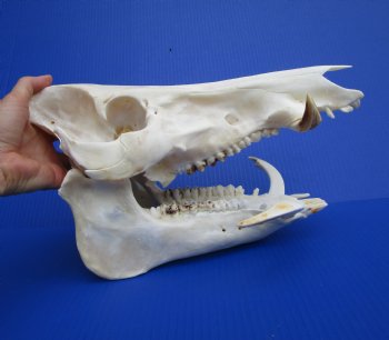 13 inches Huge Georgia Wild Boar Skull, Wild Hog Skull with Large Tusks for $69.99